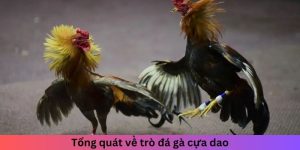 Tổng quát về trò đá gà cựa dao