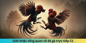 Khái niệm tổng quát về đá gà trực tiếp C1